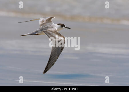 Flug Bewegung eines Segelfliegen Weiß - cheecked Tern mit Wasser im Hintergrund. Stockfoto