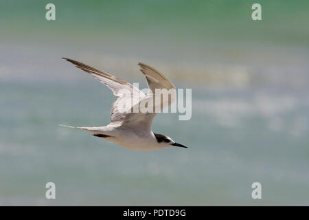 Flug Bewegung eines Segelfliegen Weiß - cheecked Tern mit Wasser im Hintergrund. Stockfoto