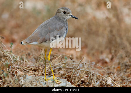 Eine White-tailed Kiebitz in eine Seitenansicht stehen auf einige Filialen. Stockfoto