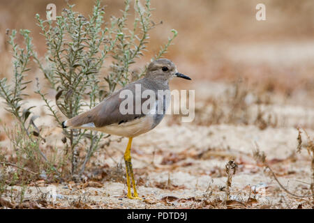 Een witstaartkievit afwachtend eenzaam en Alleen staand, bij een groen struikje. Ein White-tailed Plover einsam in der Nähe einer grünen Bush. Stockfoto