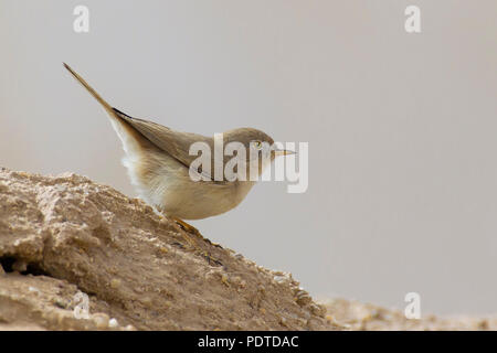 Asiatische Wüste Warbler; Sylvia nana Stockfoto