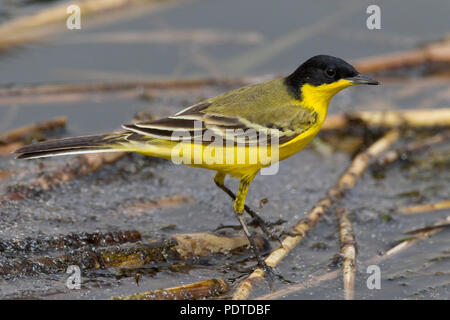 Black-headed Bachstelze; Motacilla Flava feldegg Stockfoto