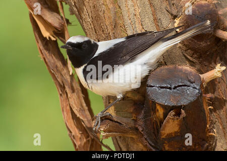 Östlichen Blackeared Steinschmätzer; Oenanthe Hispanica melanoleuca Stockfoto