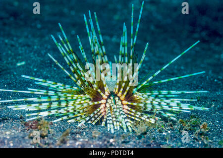 Urchin - Echinothrix calamaris. Indonesien. Stockfoto