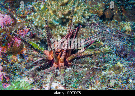 Bleistift Urchin [Eucidaris Metularia].  Cebu, Malapascua, Philippinen. Stockfoto