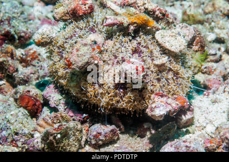 Flower urchin [Toxopneustes pileolus]. Extrem giftig. Die Blume - wie Scheiben sind aufgerufen, die pedicallariae greifen sind Organe mit Th ausgestattet Stockfoto