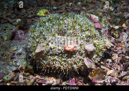 Blume Urchin [Toxopneustes Pileolus].  Extrem giftig. Stockfoto