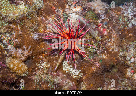 Bleistift Urchin [Eucidaris Metularia].  Cebu, Malapascua, Philippinen. Stockfoto