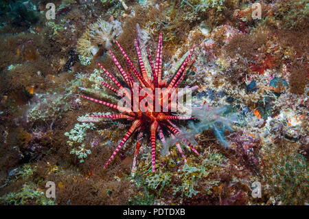 Bleistift Urchin [Eucidaris Metularia].  Cebu, Malapascua, Philippinen. Stockfoto