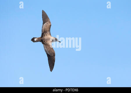 Kap Verde Shearwater; Calonectris edwardsii; Stockfoto