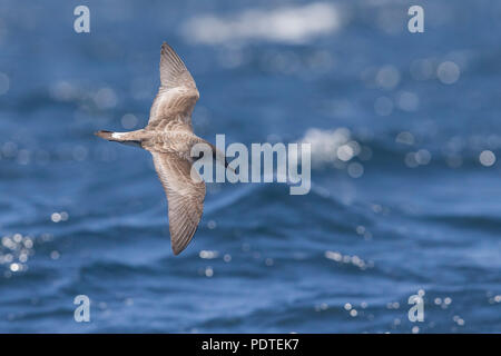 Kap Verde Shearwater; Calonectris edwardsii; Stockfoto