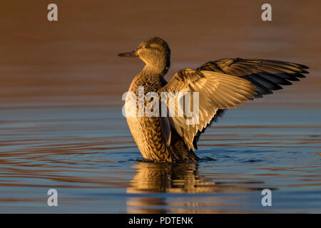 Eurasischen Teal; Anas crecca Stockfoto