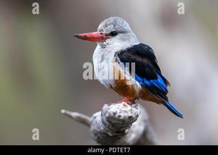 Graue Eisvogel; Halcyon leucocephala Stockfoto