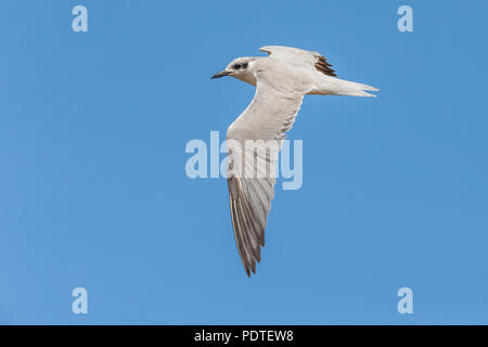 Fliegen; Gull-billed Tern; Gelochelidon nilotica Stockfoto