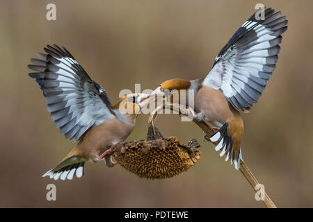 ; Hawfinch Coccothraustes coccothraustes Stockfoto