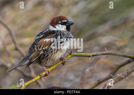 Spanisch Sparrow, Passer hispaniolensis Stockfoto