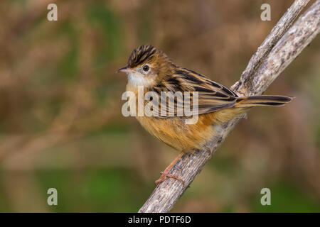 Zitting Cisticola juncidis Cisticola; Stockfoto