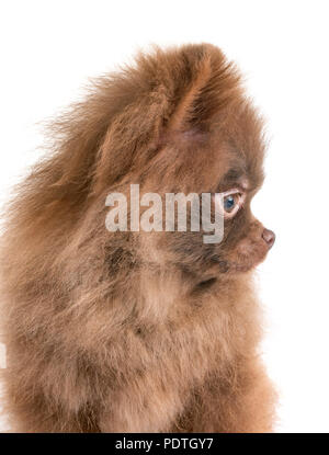 Pomeranian Welpen vor weißem Hintergrund Stockfoto