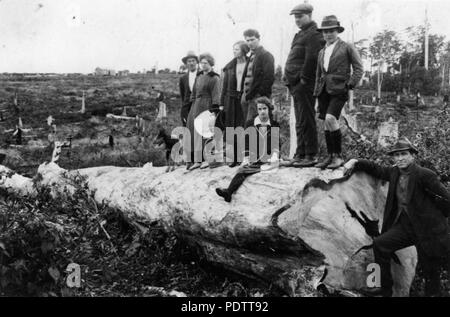 205 StateLibQld 1 110572 Curtis Familie auf einem großen gefällten Baumes am Mount Tamborine, Queensland, Ca. 1922 Stockfoto