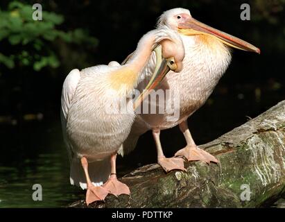 Zwei große weiße Pelikane (Pelecanus onocrotalus) sitzt auf einem gestürzten Baumstamm im Tierpark Hellabrunn in München, Deutschland, am 18. Oktober 1999. | Verwendung weltweit Stockfoto