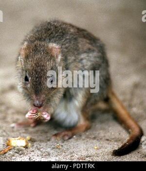 Eine woylie oder Brush-tailed bettong (Bettongia penicillata) im Zoo in Darmstadt, Deutschland, 7. Dezember 1999. | Verwendung weltweit Stockfoto