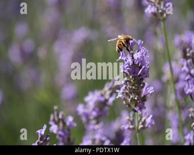 Die volle Blüte der lavendelfeld in der Provence, im Süden Frankreichs Stockfoto