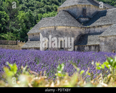 Die volle Blüte der lavendelfeld in der Provence, im Süden Frankreichs Stockfoto