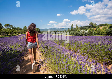 Die volle Blüte der lavendelfeld in der Provence, im Süden Frankreichs Stockfoto