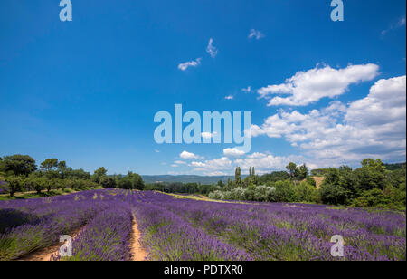 Die volle Blüte der lavendelfeld in der Provence, im Süden Frankreichs Stockfoto