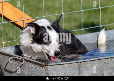 Nannerch, North Wales, UK Wetter: heiß und sonnig, das Wetter perfekt für die Welsh National Schaf Hund Versuchen in den ländlichen Dorf Nannerch gehalten wird Stockfoto