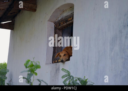 Alte Hund sitzend durch eine alte Fenster warten auf ihre Besitzer Stockfoto