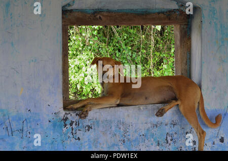 Alte Hund sitzend durch eine alte Fenster warten auf ihre Besitzer Stockfoto