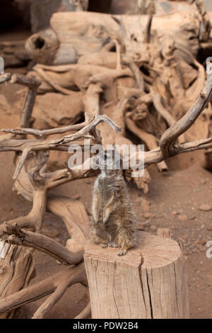 Erdmännchen für Gefahr suchen Stockfoto