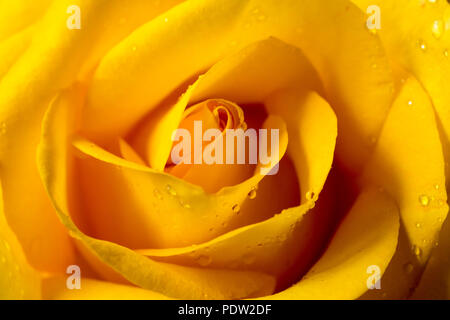 Gelbe Rose mit Wassertropfen. Stockfoto