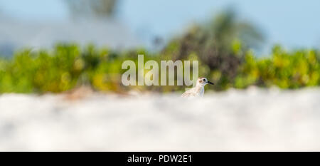 Schwarz-bellied Plover (Pluvialis squatarola) Auch als Kiebitzregenpfeifer im Winter Gefieder bekannt an der Küste von Florida, USA. Stockfoto