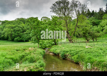 Ein Strom durch die üppige, grüne Landschaft fließt. Stockfoto