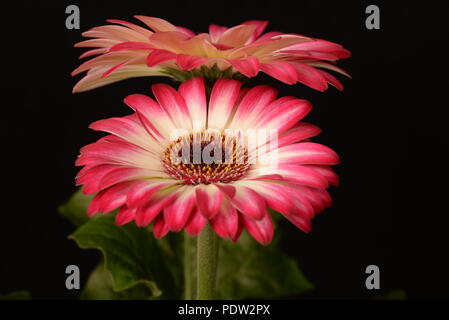 Die Gerbera L. Blumen - zwei Blumen rosa und weiss Stockfoto