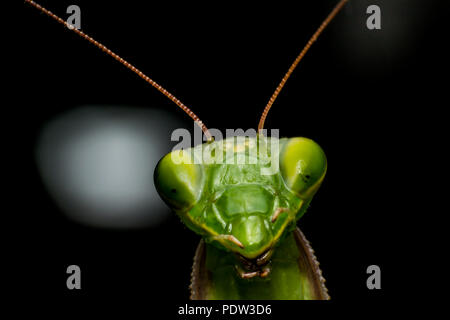 Mantis Nah-, Makro Stockfoto