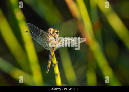 Schwarz Darter (weiblich) Dragonfly (Sympetrum danae) thront auf dem Wasser Ackerschachtelhalm (Equisetum fluviatile) Trocknen über Nacht Tau in der Morgensonne. Stockfoto