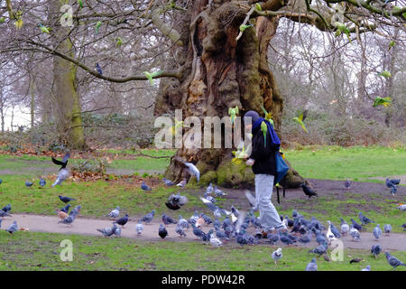 Ein Mann ist in der wilden Wellensittiche, als er Spaziergänge und füttert sie in Kensington Gardens, London, UK im Winter abgedeckt. Tauben und eine Krähe gibt es auch. Bäume in Stockfoto