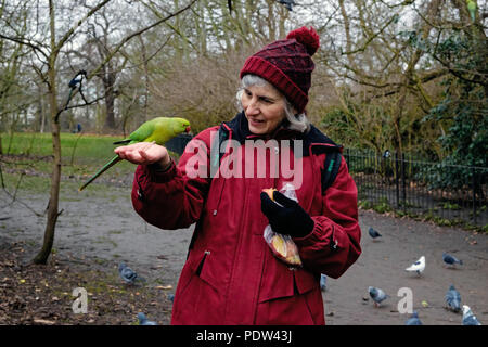 Eine Dame schaut sich wild Sittich auf ihre Hand, die sie füttert Äpfel auf Kensington Gardens, London, UK. Bäume ohne Blätter im Hintergrund. Stockfoto