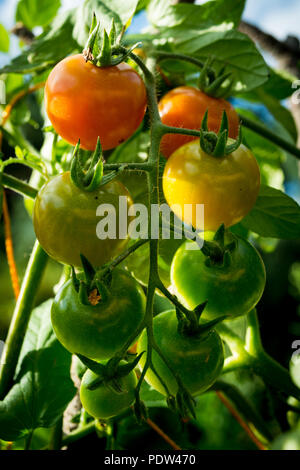 Rote, gelbe und grüne Tomaten im Garten Stockfoto