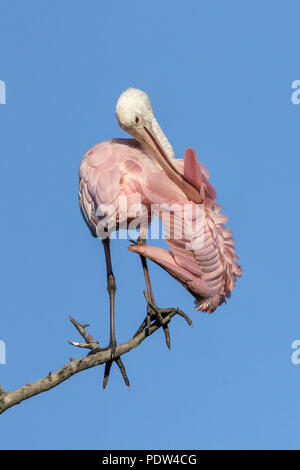Rosige Löffler, Platalea ajaja Stockfoto