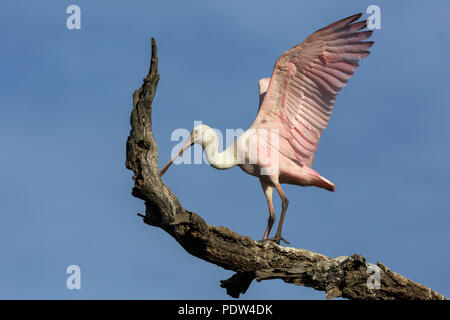 Rosige Löffler, Platalea ajaja Stockfoto