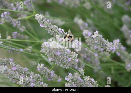Garten Blumen im autolöscher oder Sommer Stockfoto
