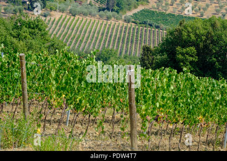 Typische Landschaft in der Region Chianti, Toskana, Italien, an der Straße von Castellina in Poggibonsi Stockfoto