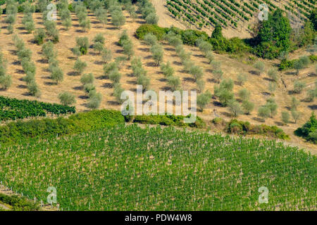 Typische Landschaft in der Region Chianti, Toskana, Italien, an der Straße von Castellina in Poggibonsi Stockfoto