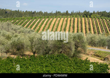 Typische Landschaft in der Region Chianti, Toskana, Italien, an der Straße von Castellina in Poggibonsi Stockfoto