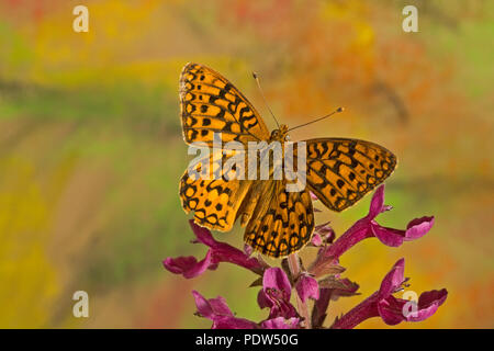 Ein Zerene Fritillary Schmetterling, Speyeria zerene, auf einer Wildblume in den Oregon Cascade Mountains. Stockfoto