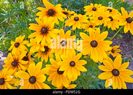Eine Gruppe von black-eyed Susan Wildblumen wachsen üppig in der heißen Sommersonne. Stockfoto